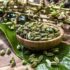 The Magic of the Western Ghats Terroir